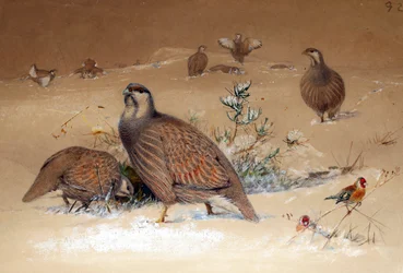 Kaspisches Schneehuhn, 1852-54